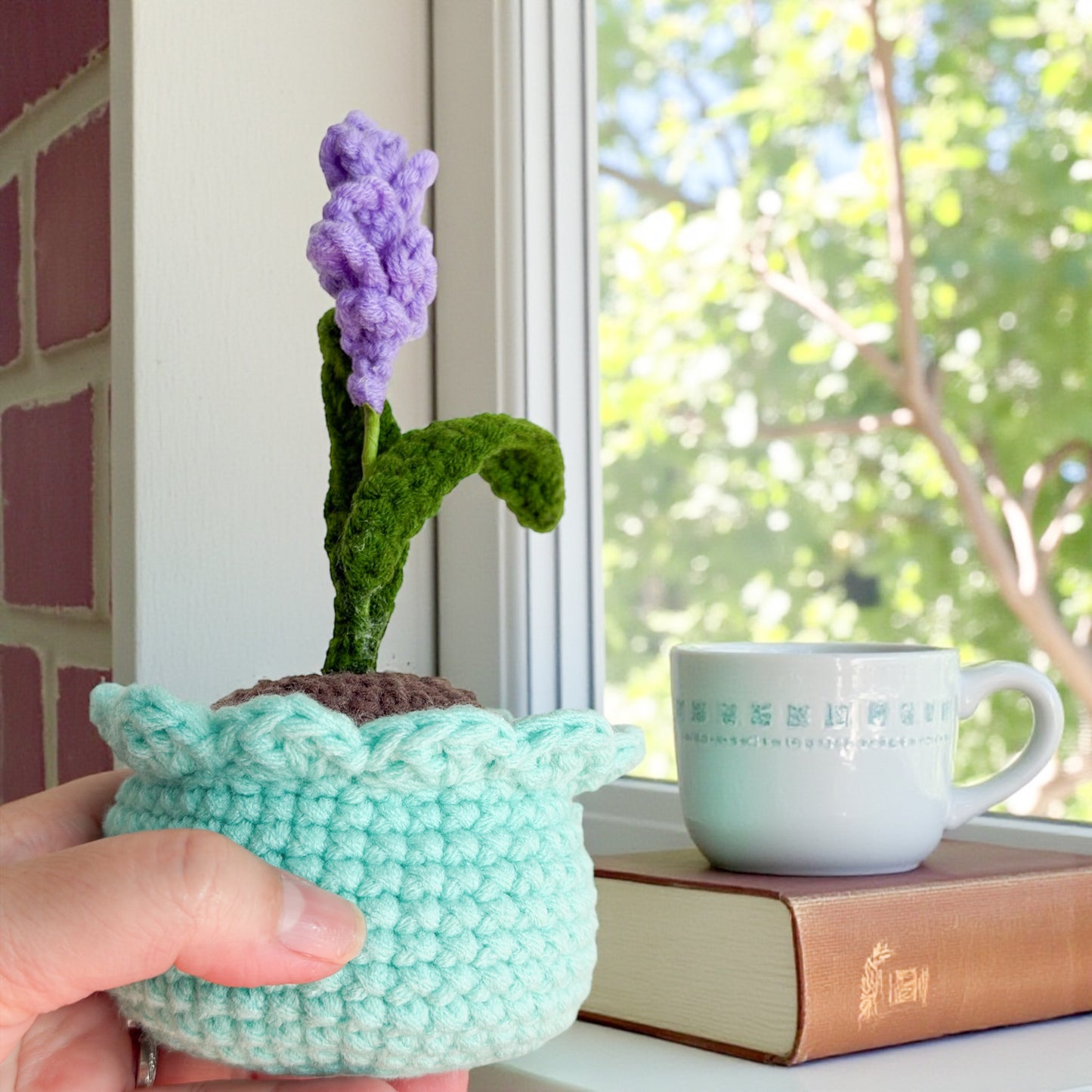 Mini Lavender - beginner